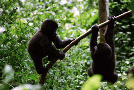 Gorilla Walkers Uganda