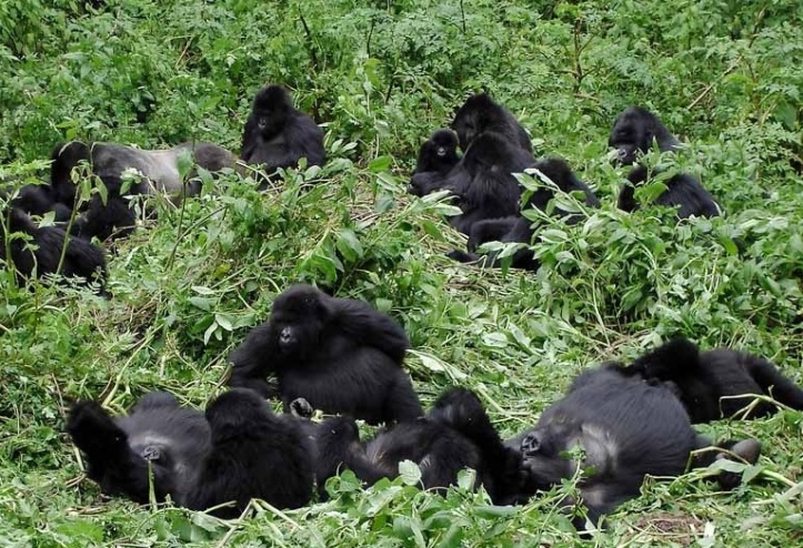 gorilla_family_uganda